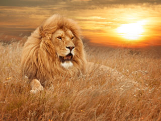 lion-sunset