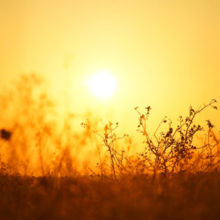 sunset-field