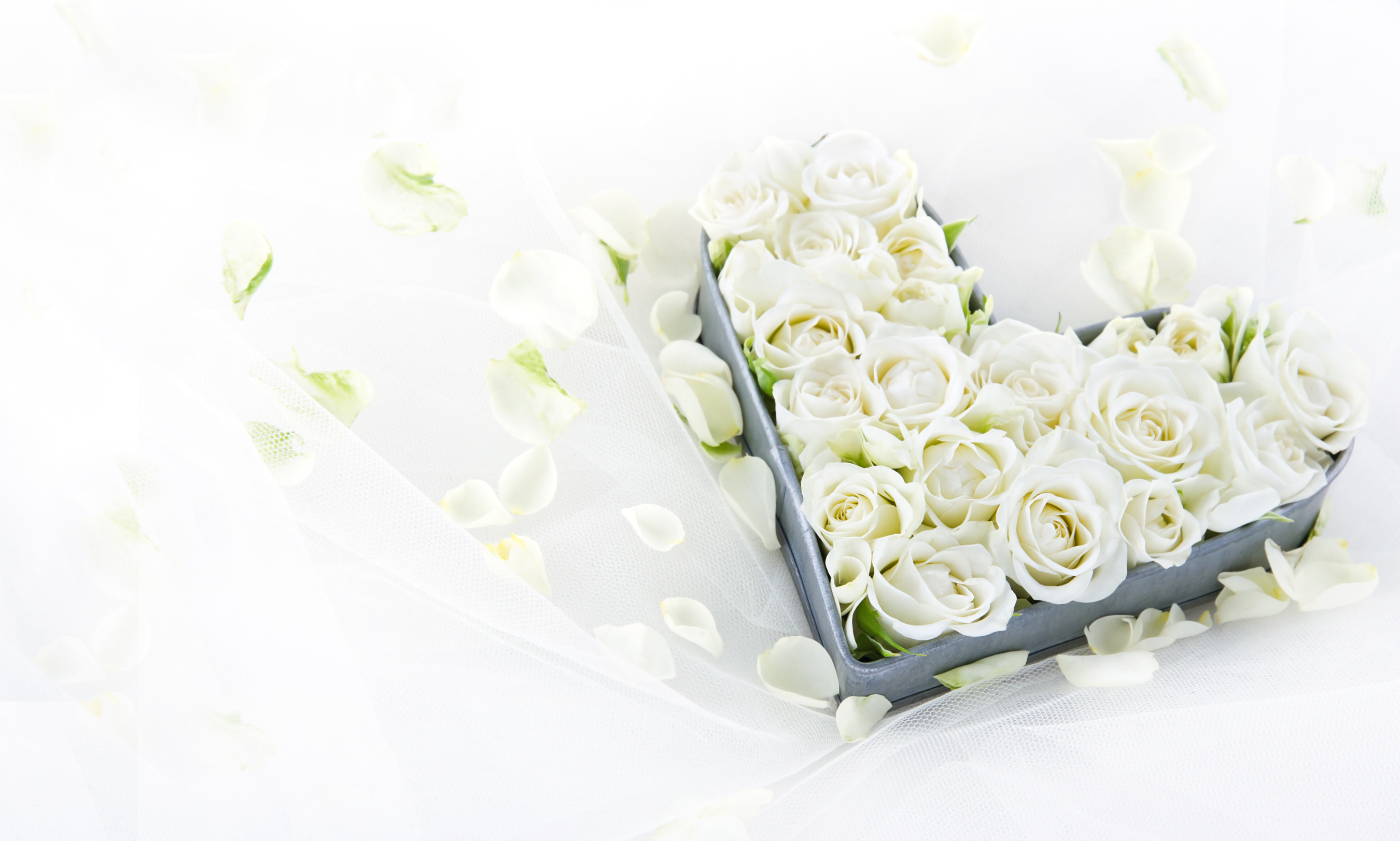 Фон белый \свадебный белые розы