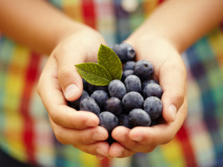 blueberries-childs-hands