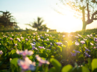 flower-field-sunrise