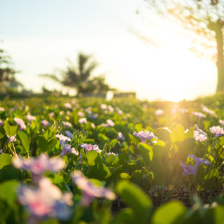flower-field-sunrise