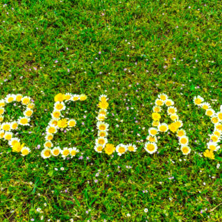 relax-daisy