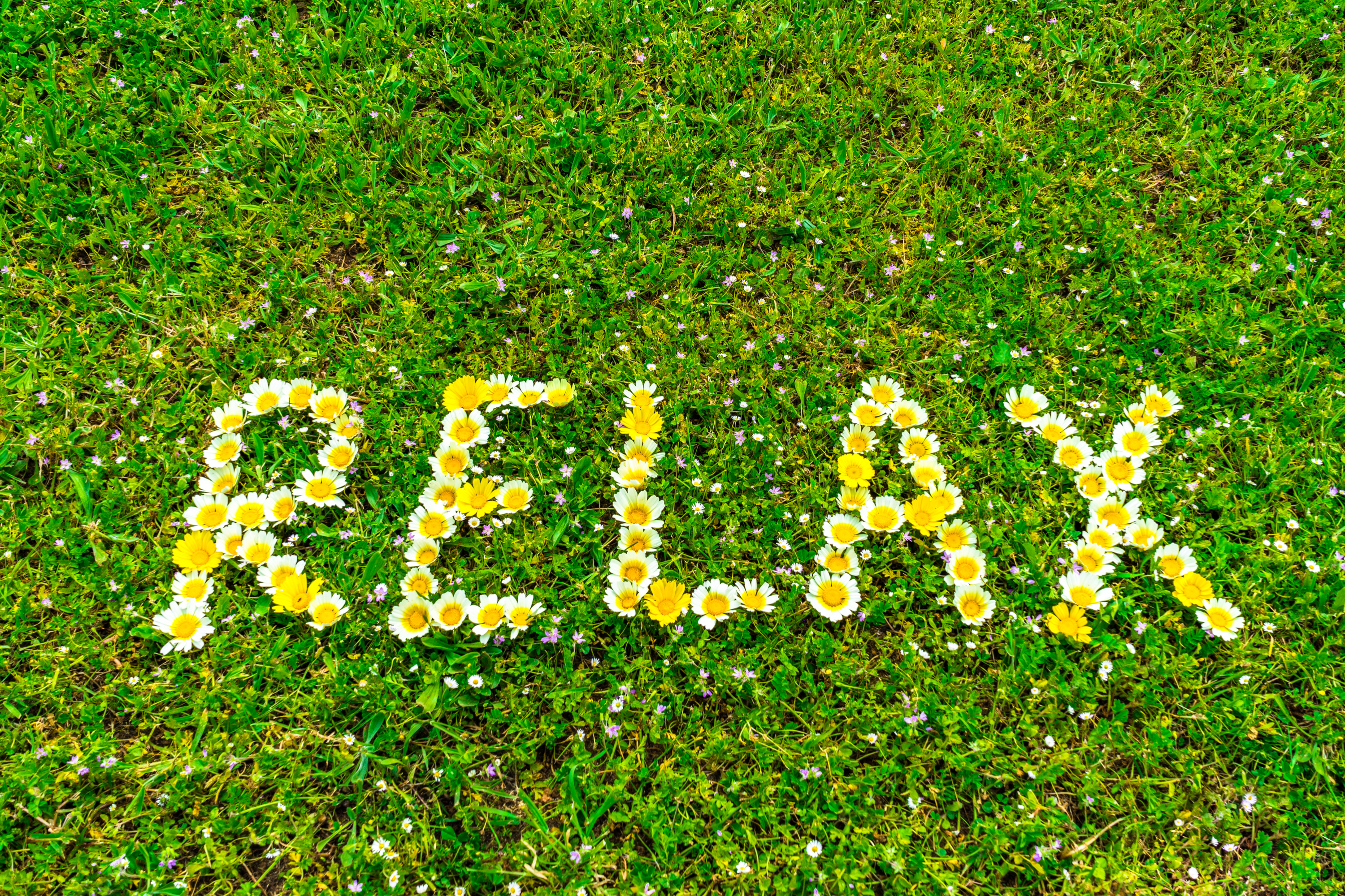 relax-daisy