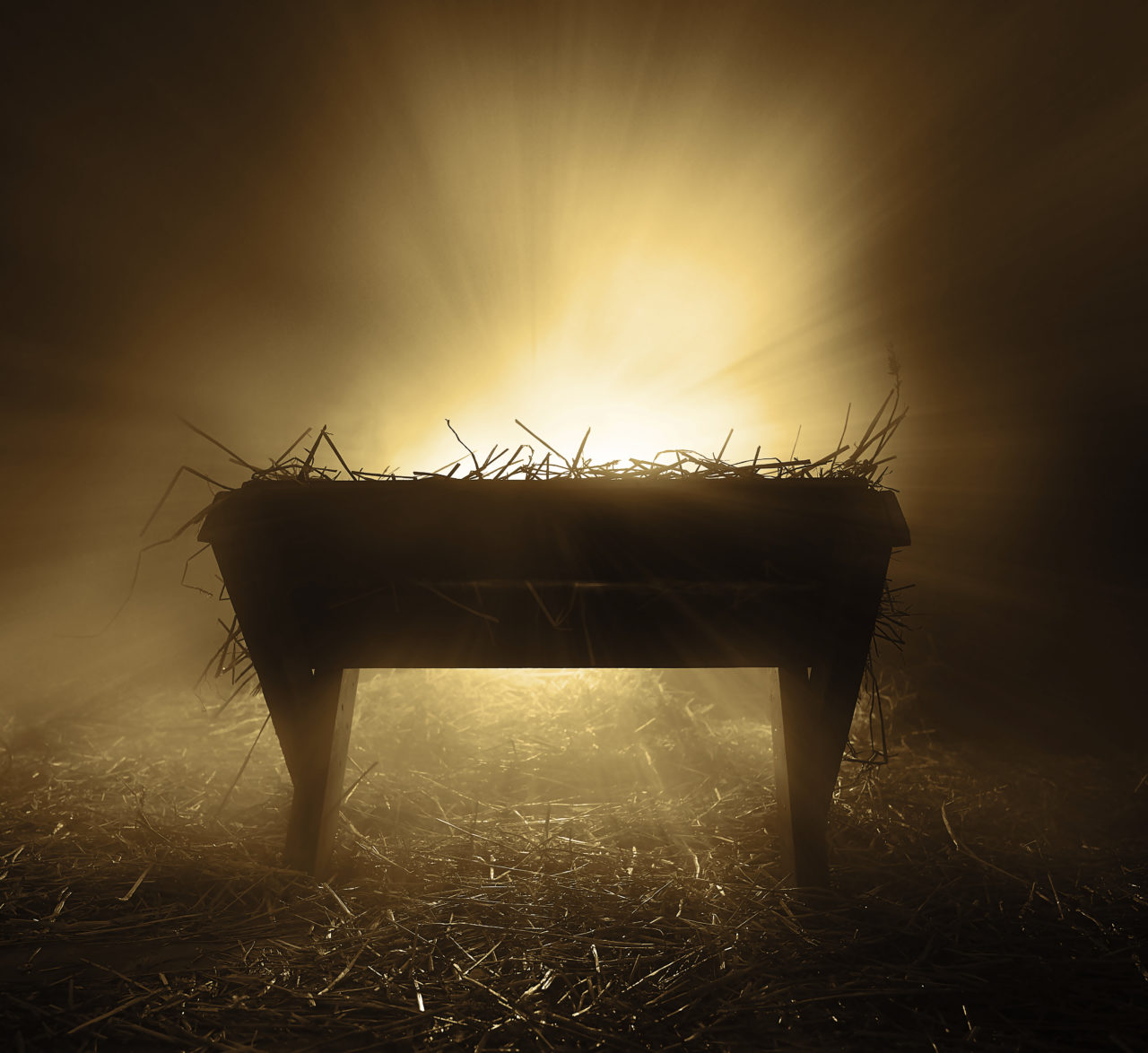 Christ in manger plant