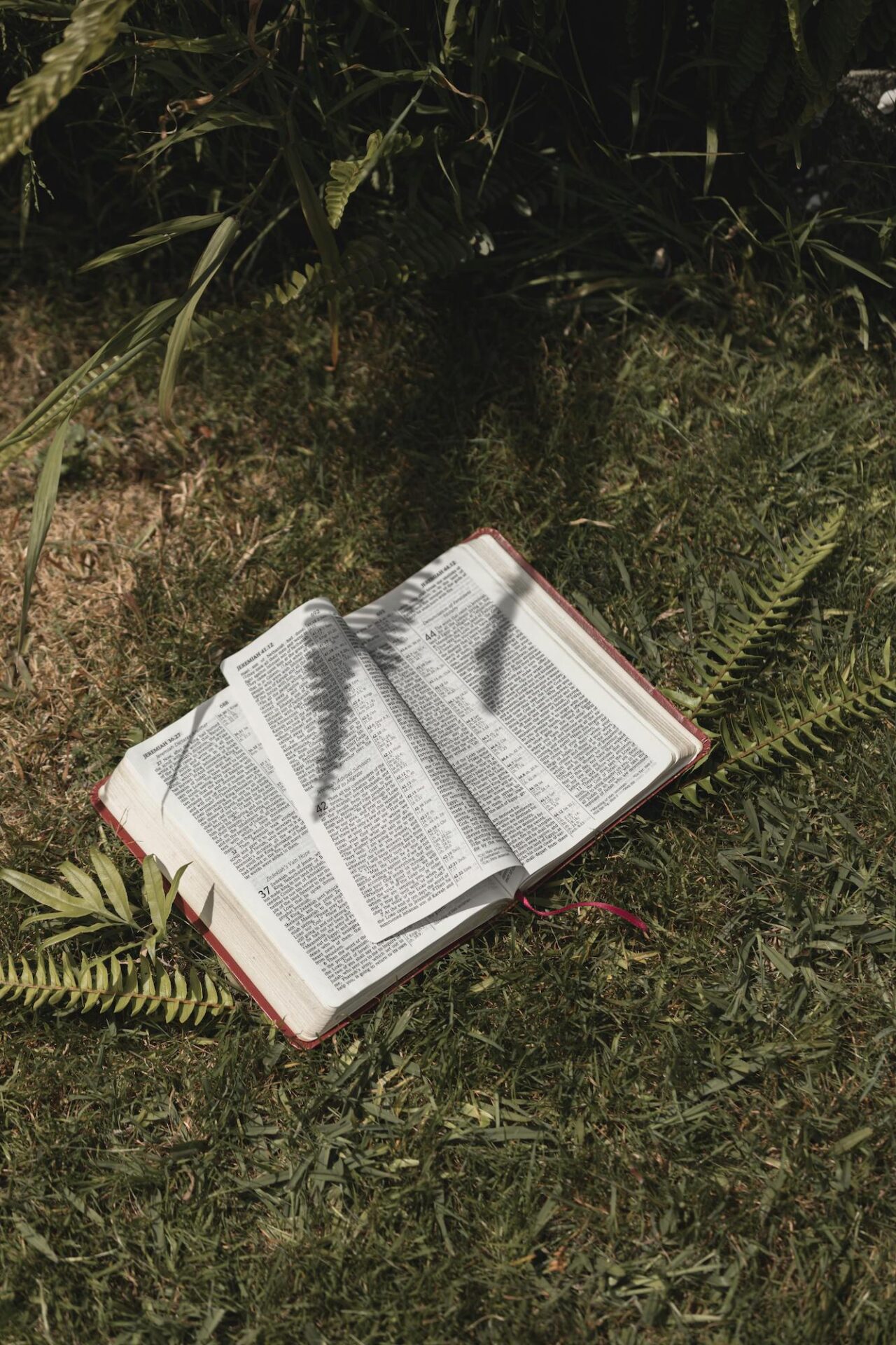 Bible laying in grass - identity in christ