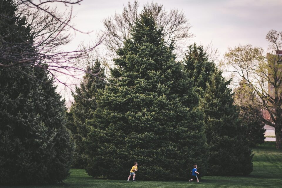 Two boys running around a big tree